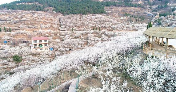 4K航拍樱桃花海青岛崂山美丽乡村满山花开视频