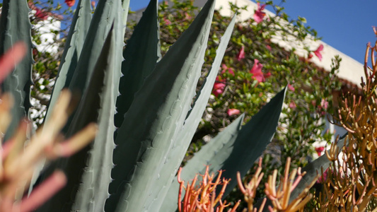 龙舌兰叶美国加利福尼亚州的多汁园艺家庭花园设计丝兰视频