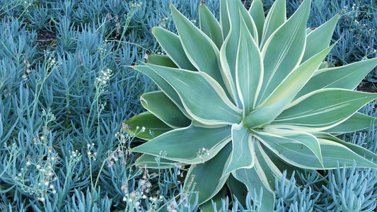 蓝色龙舌兰叶美国加利福尼亚州的多汁园艺家庭花园设计视频