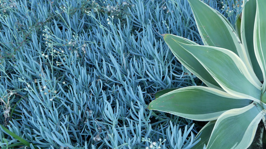 蓝色龙舌兰叶美国加利福尼亚州的多汁园艺家庭花园设计视频