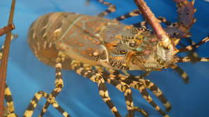 海鲜市场水产大龙虾14秒视频