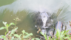 海龟是池塘中的爬行动物16秒视频