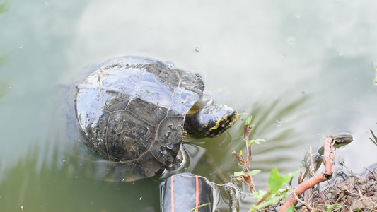 海龟是池塘中的爬行动物视频