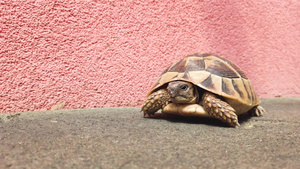 粉红墙底沥青表面的城市地区小海龟面上有粉红色壁底30秒视频
