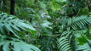 异国情调热带雨林龟背竹叶绿意盎然13秒视频