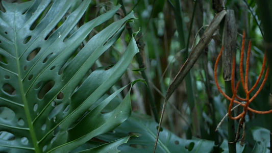 异国风情的龟背竹丛林雨林热带气氛新鲜多汁的叶子亚马逊视频