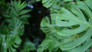 异国情调热带雨林龟背竹叶绿意盎然12秒视频