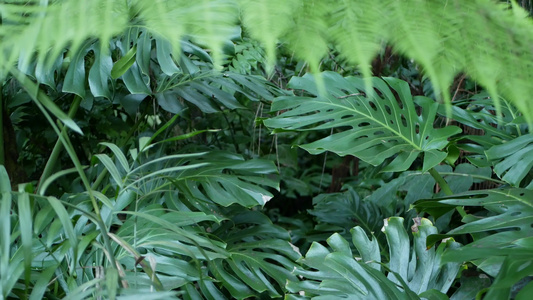 异国风情的龟背竹丛林雨林热带气氛新鲜多汁的叶子亚马逊视频