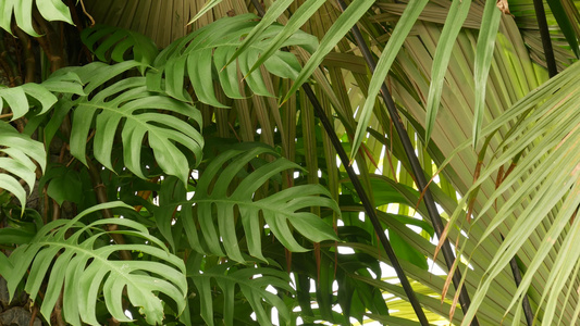 多汁异国情调的热带龟背竹叶纹理背景复制空间绿意盎然视频