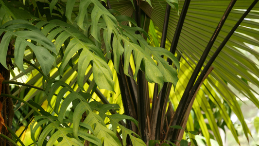 多汁异国情调的热带龟背竹叶纹理背景复制空间绿意盎然视频