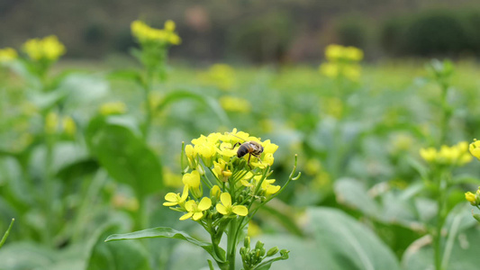 油菜花蜜蜂采蜜视频