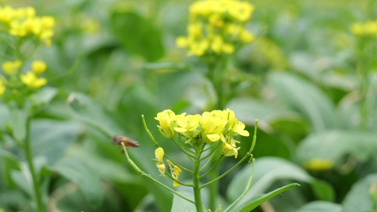 油菜花蜜蜂采蜜视频