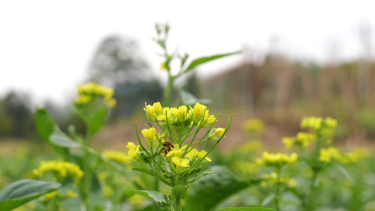 油菜花蜜蜂采蜜视频