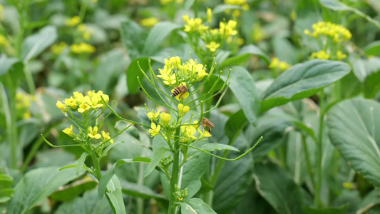 油菜花蜜蜂采蜜视频