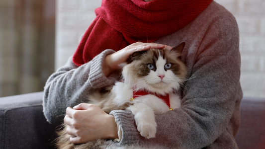 被主人抚摸的可爱猫咪视频