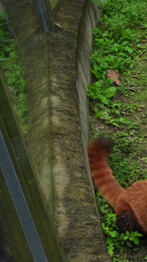 动物园可爱小浣熊保护动物19秒视频