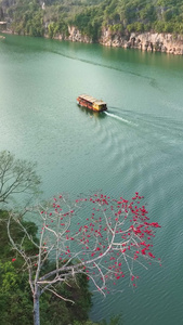 高清竖屏航拍广西崇左雨花石景区左江两岸红木棉视频