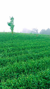 实拍清晨的茶园茶树视频素材春茶节视频