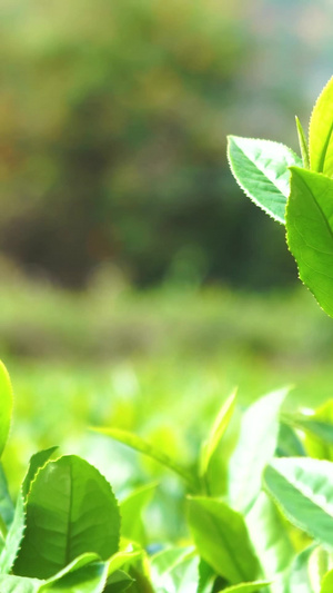 还未采摘的茶叶 合集春茶节80秒视频