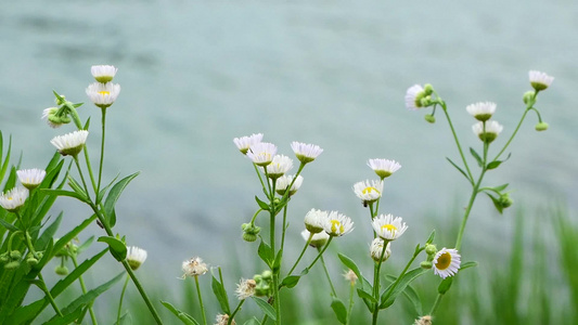 湖边小草水面慢镜头视频