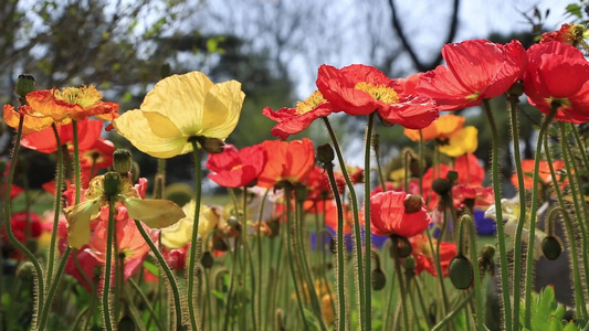 小清新鲜花阳光视频