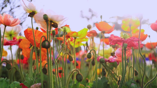 小清新鲜花阳光视频