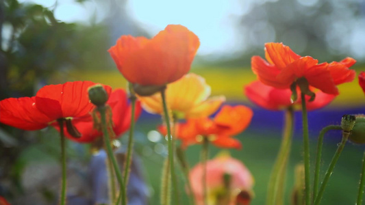 小清新鲜花阳光视频