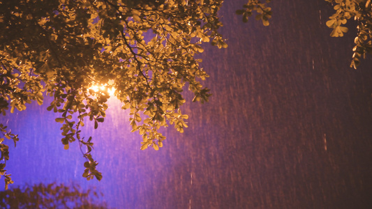 4K夜晚雨中摇摆的树叶视频