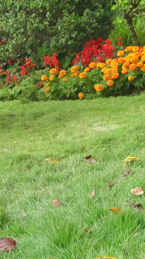 城市公园绿地草坪上除草的园艺工人素材除草机28秒视频