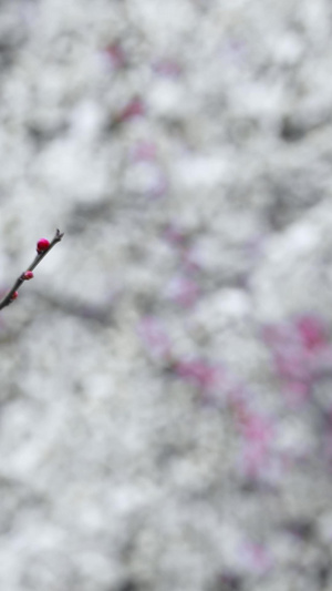 多角度微距拍摄春天绽放的腊梅花卉合集75秒视频