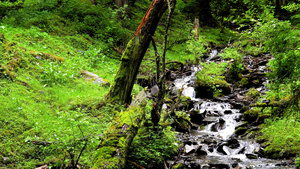 森林山间瀑布清凉流水21秒视频