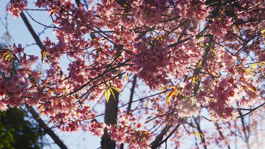 春夏阳光下随风摇曳的冬樱花视频