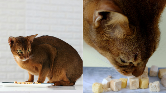 吃冻干的猫咪视频