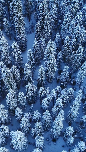 冬天峡谷云杉树航拍北疆雪景4秒视频