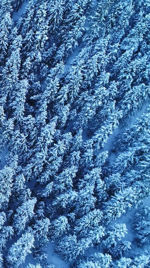 冬天峡谷云杉树航拍天山山脉4秒视频