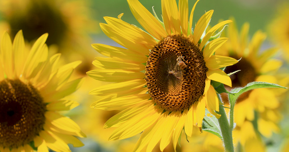 4K微距近距离拍摄向日葵花朵上采蜜的蜜蜂视频