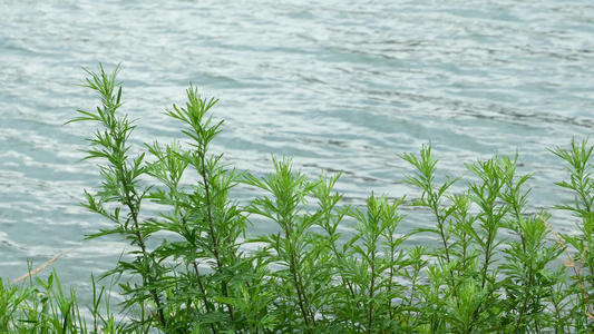 湖边小草自然风光空镜素材视频