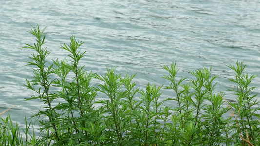 湖边小草自然风光空镜素材视频