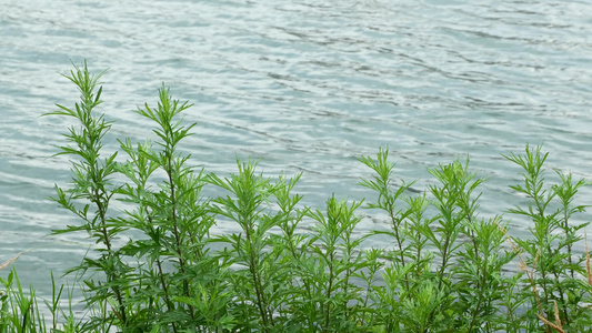 湖边小草自然风光空镜素材视频