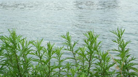 湖边小草自然风光空镜素材视频