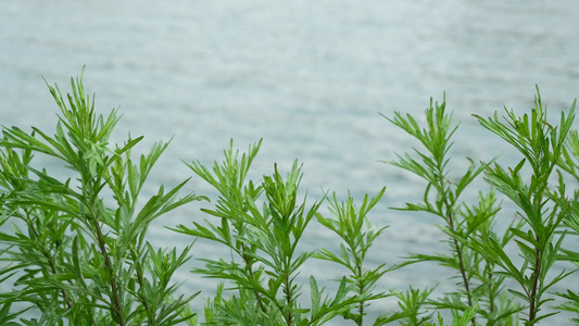 湖边小草自然风光空镜素材视频