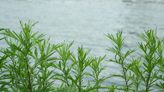 湖边小草自然风光空镜素材视频