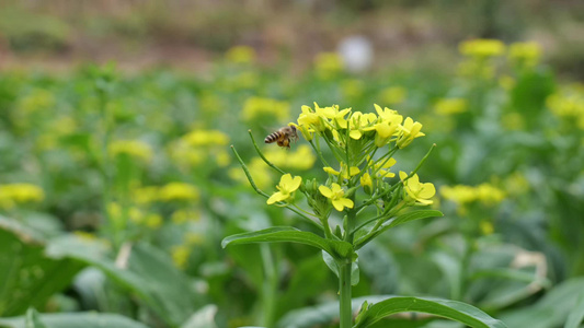 油菜花地蜂蜜采蜜忙视频