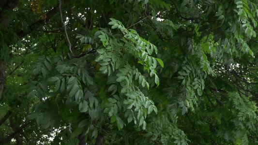 栾树树叶绿色植物视频