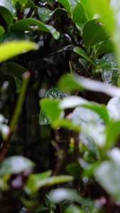 实拍茶树下雨天手抚摸茶叶嫩芽镜头实拍茶园特写视频