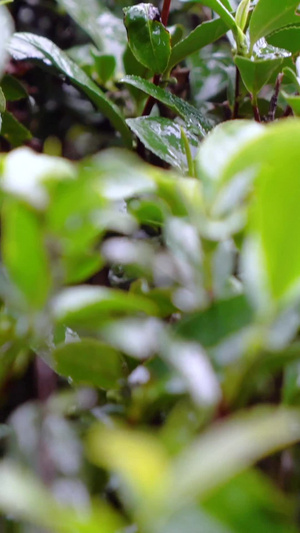 实拍茶树下雨天手抚摸茶叶嫩芽镜头春茶节12秒视频