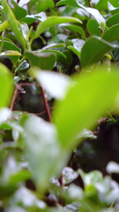 实拍茶树下雨天手抚摸茶叶嫩芽镜头抚摸茶树视频