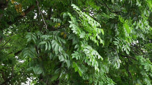 栾树树叶绿色植物视频