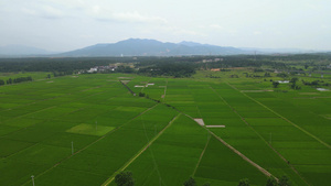 4K航拍农业种植水稻农田基地27秒视频