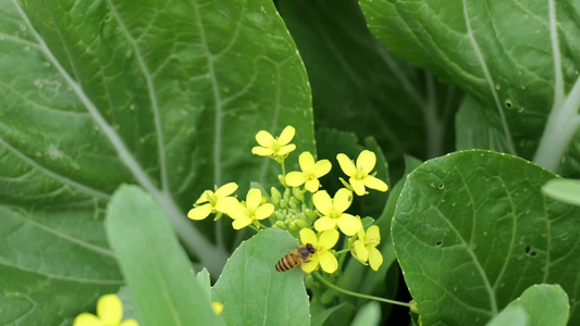 油菜花地蜂蜜采蜜忙视频